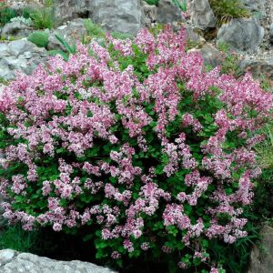 Dwarf Lilac Seeds for Planting, Syringa Meyeri Palibin Compact Shrub, Dwarf Bush, Mixed Flowering, Fragrant, Cold Hardy