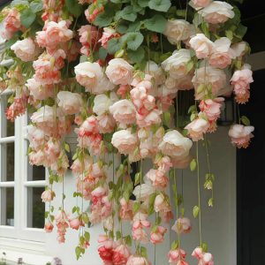 300 satin apple flower hanging seeds, easy to survive, four seasons planting, planting, indoor and outdoor plants, flowers