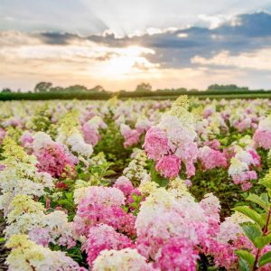 Vanilla Strawberry Hydrangea Seeds (Hortensia) 100 Pink Hydrangea Flowers Tree Bush Plants Seeds - Fast-Growing & Attract Pollinators - Showy Accent Privacy Screen