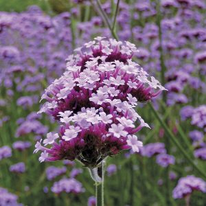 Perennial Verbena Plants Seeds for Planting