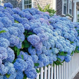 Mixed Hydrangea Seeds for Potted Plants and Yard Planting - Add Elegance and Beauty to Your Garden