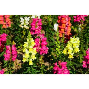 Rare Snapdragon Flower Seeds for Planting Antirrhinum majus Rocket Bronze Snapdragon Flower Seeds