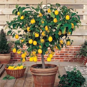 30Pcs Dwarf Lemon Tree Seeds for Planting Non-GMO Heirloom Fruits Seeds Evergreen High Yield for Home Potted Patio Balcony