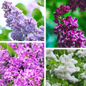 30 Mixed Lilac Seeds for Planting Extremely Fragrant Flowers Perennial Bush Bonsai Plants Very fragrant, perfect for family gardens