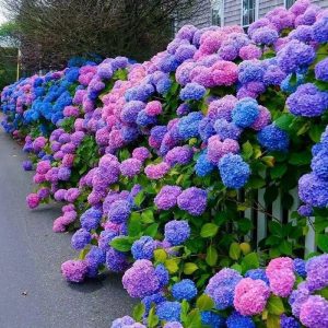 Hydrangea Seeds Hydrangea Seeds Seeds Are Planted All the Year round, Garden Grow up Easily Outdoor Flowers and Plants Seeds