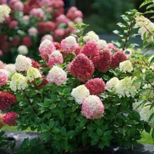 100pcs Rare mixed-color hydrangea seeds for planting, hydrangea giant snowball shrub seeds for planting outdoor gardens