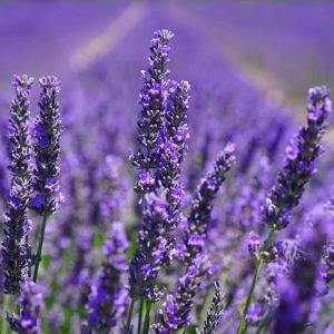 Lavender Flowering Species Seed Potted Plant Everblooming Flowering Species Zi Easy-to-Feed Plant Flower Balcony Garden Mosquito Repellent Flowering Species