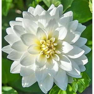 Mix Rare Dahlia Seeds Compound Petals Multi-Color, Beautiful Annual Outdoor Garden Potted Plants Non-GMO Dahlia for Planting