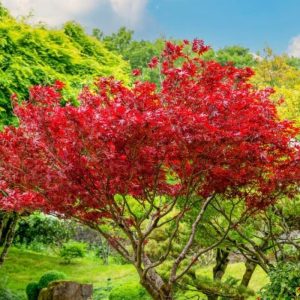 Red Japanese Maple Tree Seeds for Planting Maple Red (Acer Rubrum) for Garden Plant